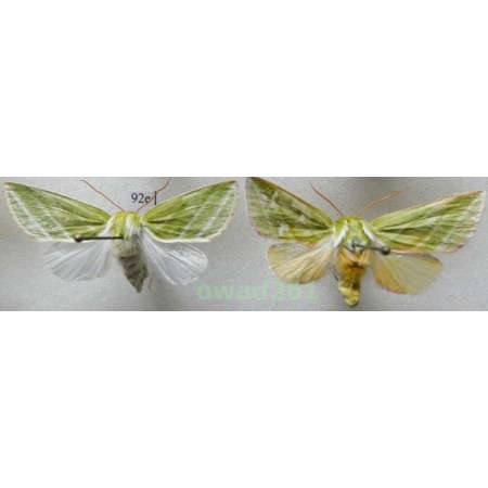 Pseudoips prasinana (Linnaeus, 1758) pair Poland92e